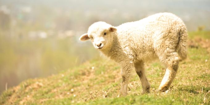 Auch Tiere haben Rechte. Damit diese nicht beschnitten werden, braucht es Politiker, die sich für den Tierschutz einsetzen. Lamm Tierschutz