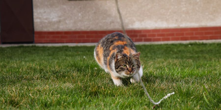 Katze beim Jagdspiel