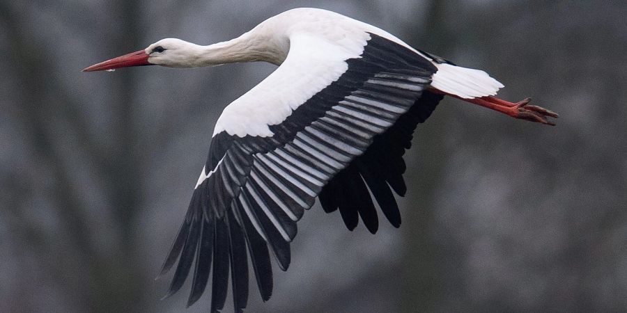 Ein Storch fliegt bei Temperaturen von knapp über null Grad über einen Acker. Manche Weissstörche überwintern auch in Deutschland.