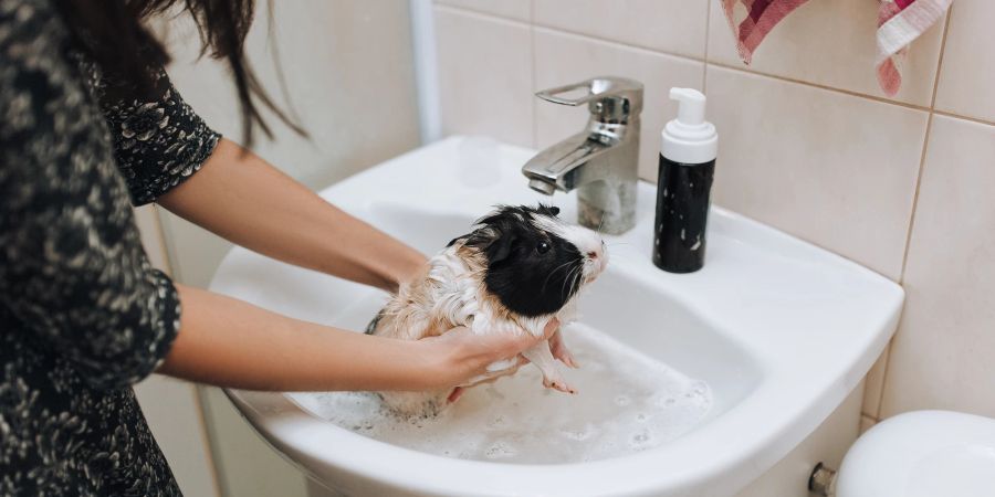 Meerschweinchen wird gebadet