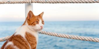 Katze am Wasser