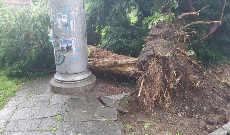 Das Unwetter hat bei der Schule Kappeli in Zürich sogar einen Baum entwurzelt.