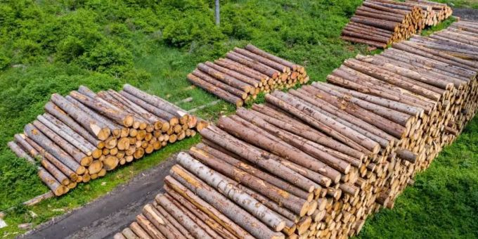 Baumstämme liegen auf mehreren Poltern in einer kahl geschlagene Waldfläche. forst