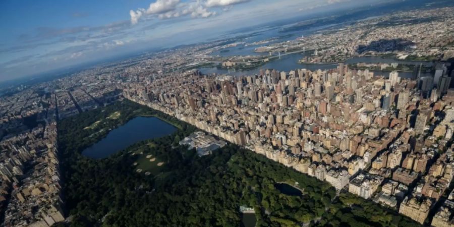 In New York wollen Forscher herausfinden, wie die Ratten der Stadt sich mit Covid anstecken konnten.