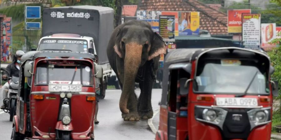 Elefant auf einer Strasse in Sri Lanka