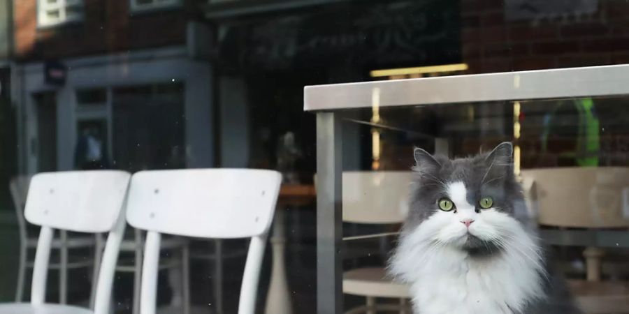 ARCHIV - In Grossbritannien sind Hunderte Katzen mutmasslich an einer seltenen Krankheit gestorben. Foto: Yui Mok/PA Wire/dpa Foto: Yui Mok/PA Wire/dpa