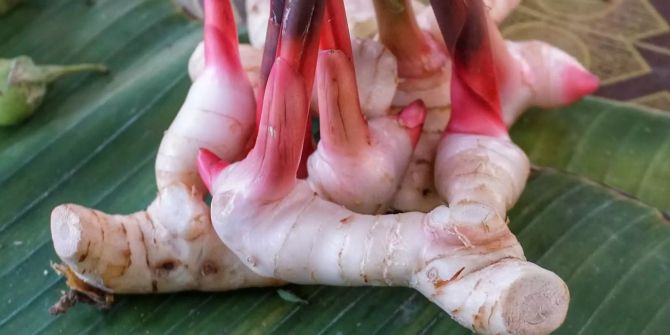 Galangal