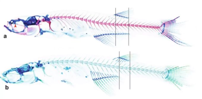 Die von einem Berner Wissenschaftler neu entdeckte Art von Kristallbärblingen. Fische Gehirnforschung