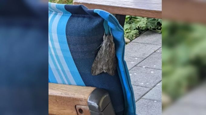 Diesen Falter sichtete ein Nau.ch-Leserreporter zu Hause bei sich auf dem Balkon. Riesen-Falter