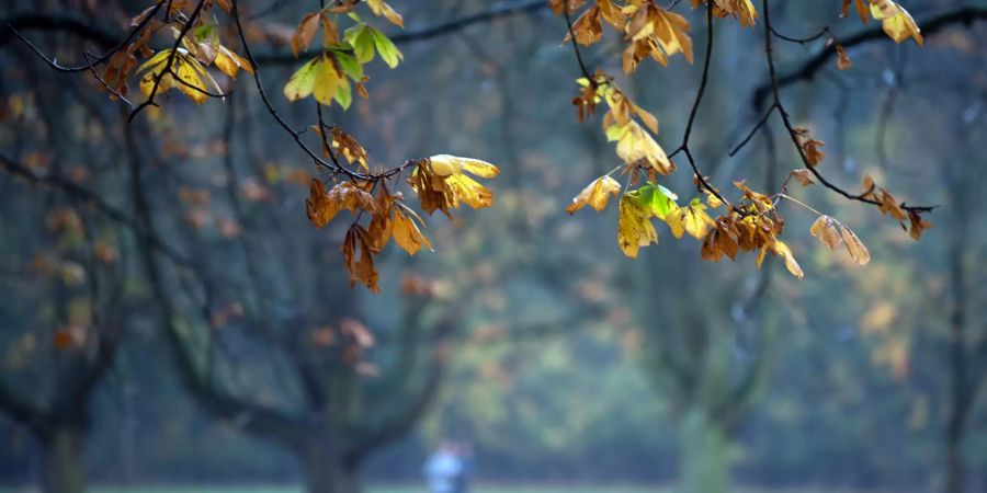 Edelkastanie – ein weiteres Kapitel?