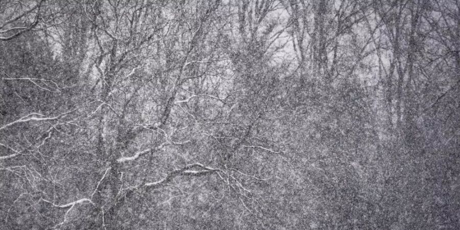 Zwei Menschen gehen bei Schneetreiben mit einem Hund durch den winterlichen Huthpark im Nordosten von Frankfurt/Main. Foto: Frank Rumpenhorst/dpa