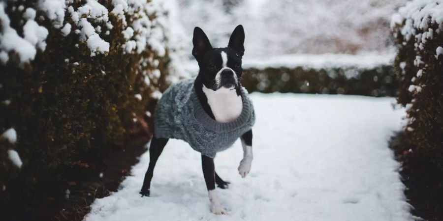 Hund mit Pulli