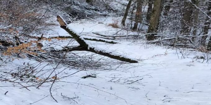Schneedruckschäden im Villmerger Wald.