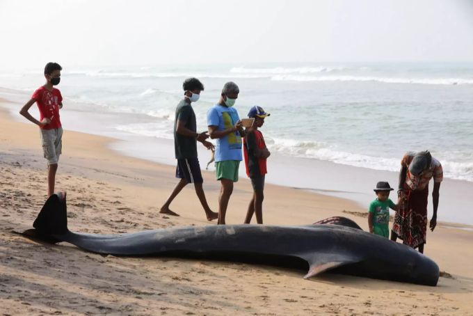 Grindwale sind sehr soziale Tiere, die oft einzelnen Leittieren folgen. Sri Lanka