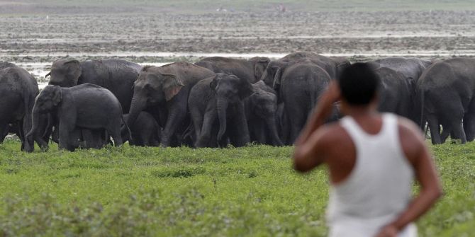 elefanten indien