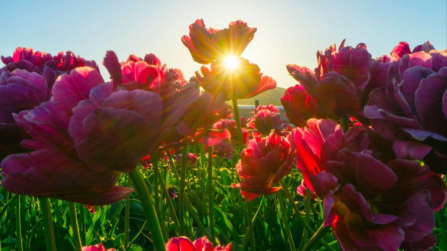 Dorfleben Tulpen