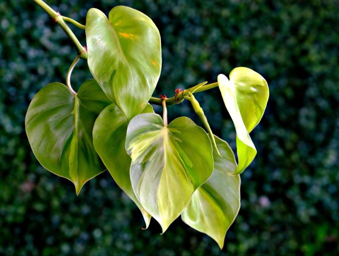 Die Philodendron ist eine pflegeleichte Pflanze. Philodendron
