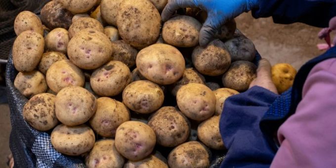 Die Kartoffel galt auch als Symbol der Herrschaft Lukaschenkos, der einst Direktor eines staatlichen Landwirtschaftsbetriebs (Sowchose) war. (Szmbolbild) Kartoffel