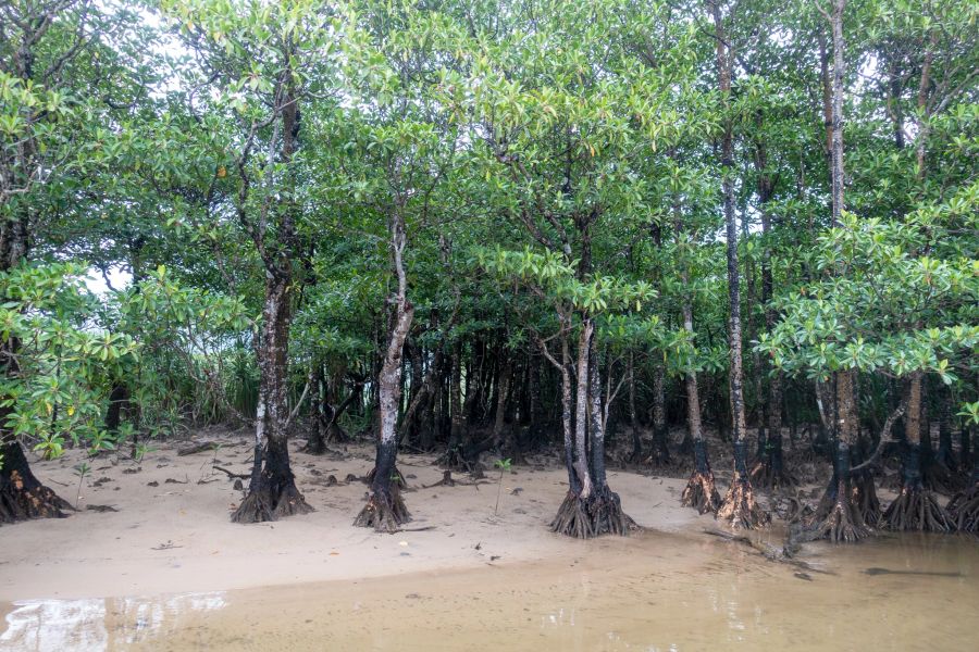 Insel Iriomote Mangrovenwald