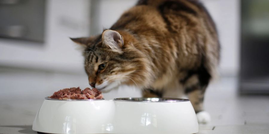 Katzenfutter sollte nicht zu phosphorhaltig sein. Das ist schlecht für die Niere.