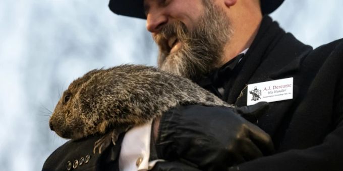 Murmeltier Punxsutawney Phil Murmeltier Punxsutawney Phil