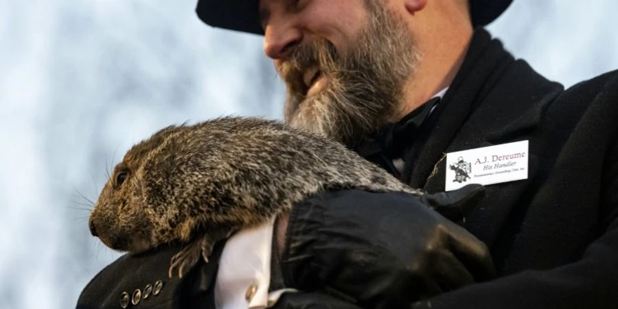 Murmeltier Punxsutawney Phil