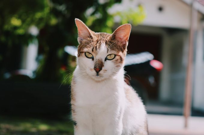 Katzen mögen ebenfalls keinen Kaffee, also kann dies auch helfen, sie davon abzuhalten, in Ihren Garten zu kommen. Kaffee