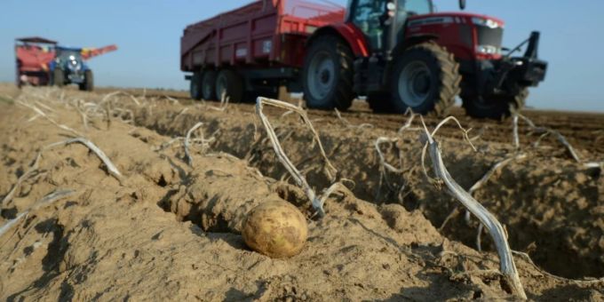 Deutsche Kartoffelbauern warnen vor erheblichen Ernteausfällen durch Pilzbefall. (Symbolbild) Kartoffelernte in Frankreich