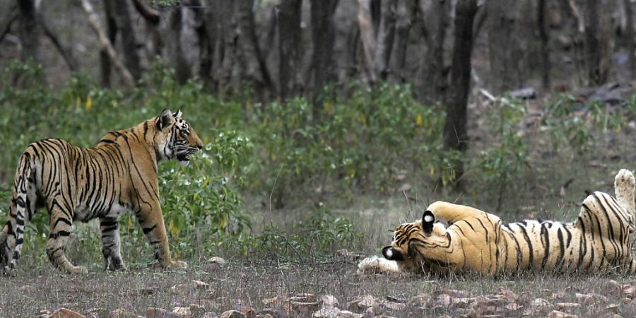 Zwei indische Tiger in einem Nationalpark in Sawai Madhopur. (Archivbild)