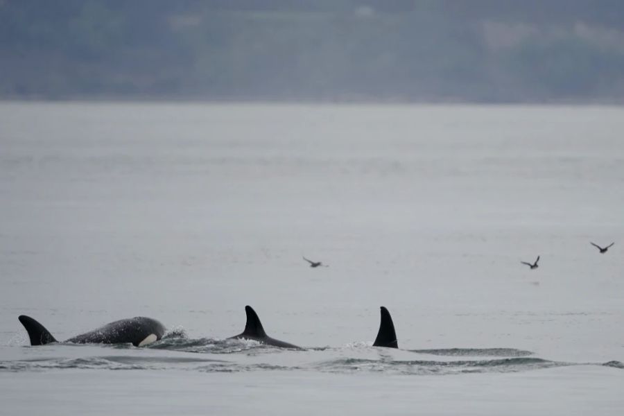 Eine Orca-Matriarchin soll ein traumatisches Erlebnis mit einem Schiff gehabt haben und sich nun rächen wollen. (Symbolbild)