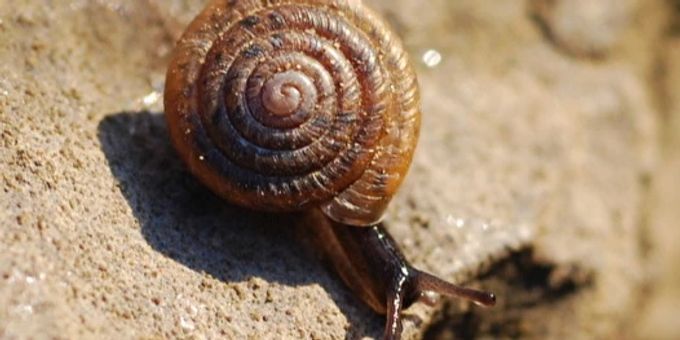 Die Nidwaldner Haarschnecke. Schnecke im Sand