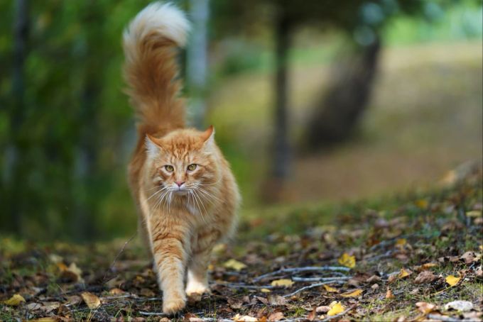 Die Rolligkeit findet 2-3 mal im Jahr statt und dauert zwischen zwei und zehn Tagen. Katze draussen