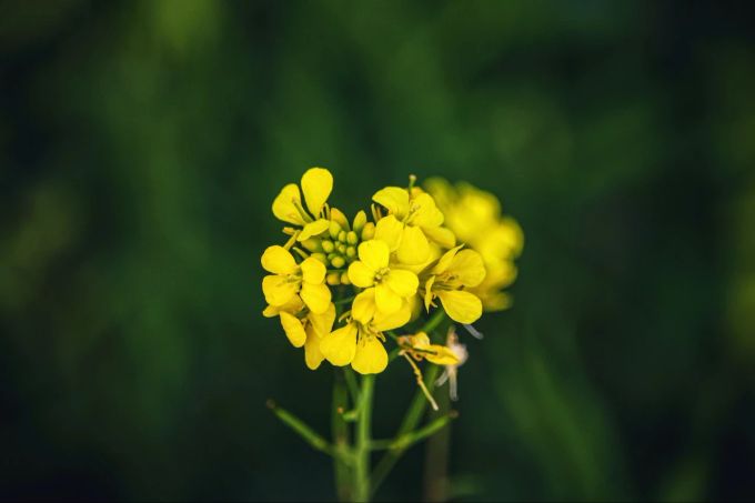 Eine blühende Senfpflanze. Blume