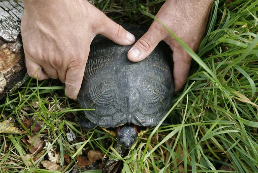 Schildkröte