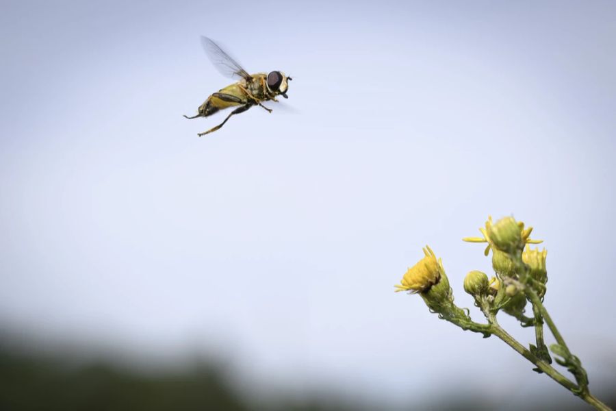 Unter anderem wegen der Erderwärmung sind viele Tierarten gefährdet, was wiederum Ökosystems gefährdet.