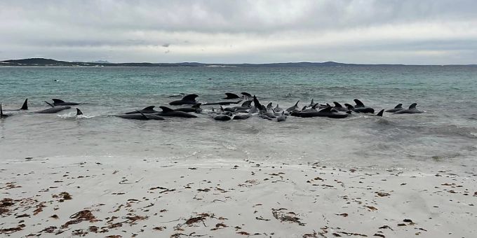 Etwa 70 Langflossen-Grindwale sind am Dienstag, 25. Juli 2023, am Cheynes Beach in Westaustralien gestrandet. (AAP Image/Supplied by Allan Marsh, Cheynes Beach Caravan Park) australien