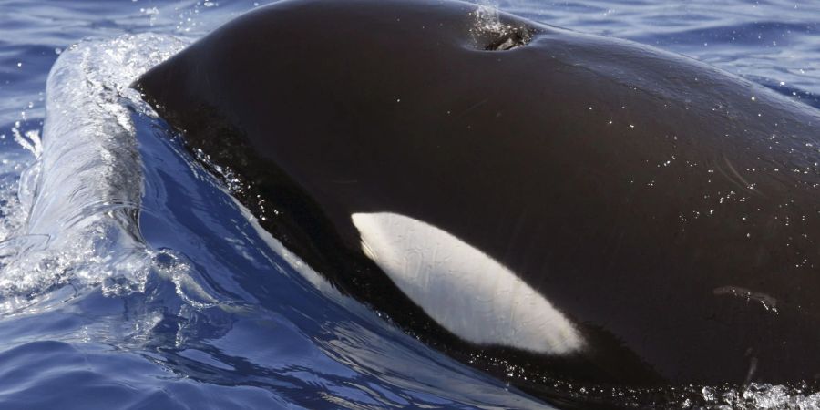 Ein Orca (Schwertwal) im Meer vor Lanzarote. Seit Monaten häufen sich Berichte über Orca-Attacken vor den Küsten Spaniens und Portugals.
