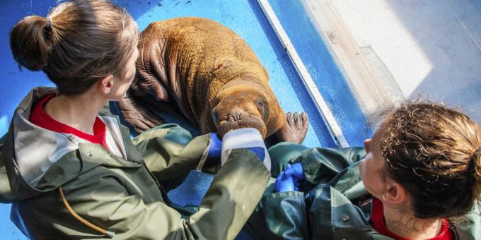 Ein junges Walross in Alaska wurde gerettet und benötigt aktuell durchgehend Fürsorge. Walross