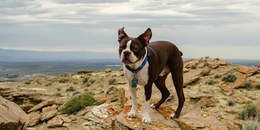 Mops Bulldogge Höhenlage Hund