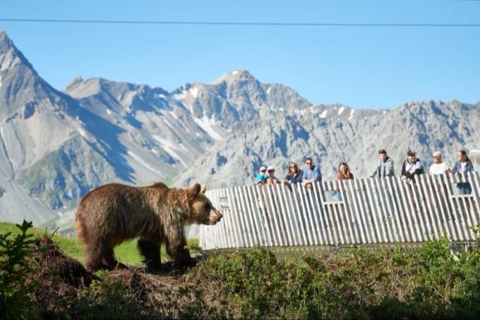 Im Bärenpark Arosa lassen sich Bären in freier Natur beobachten. So geht Tierschutz. bären Arosa Tierschutz
