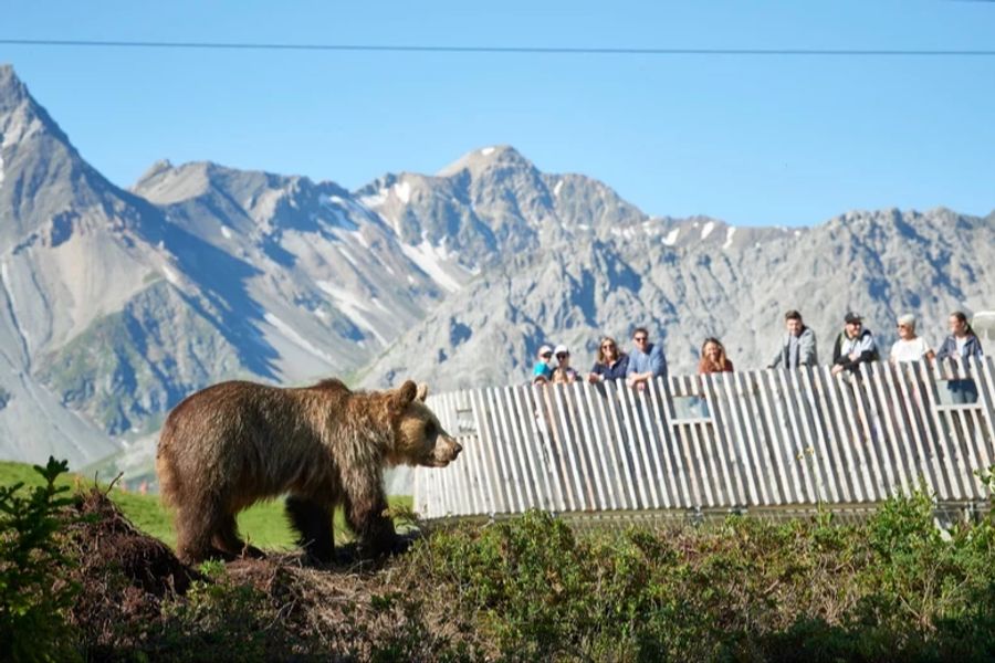 bären Arosa Tierschutz