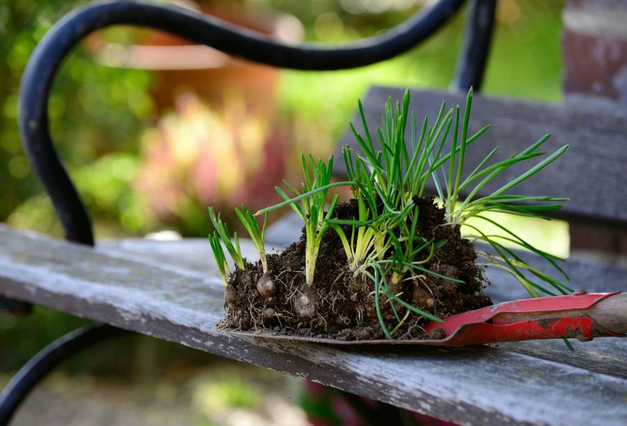 Gartenerde Schaufel Keimlinge Bank Holz