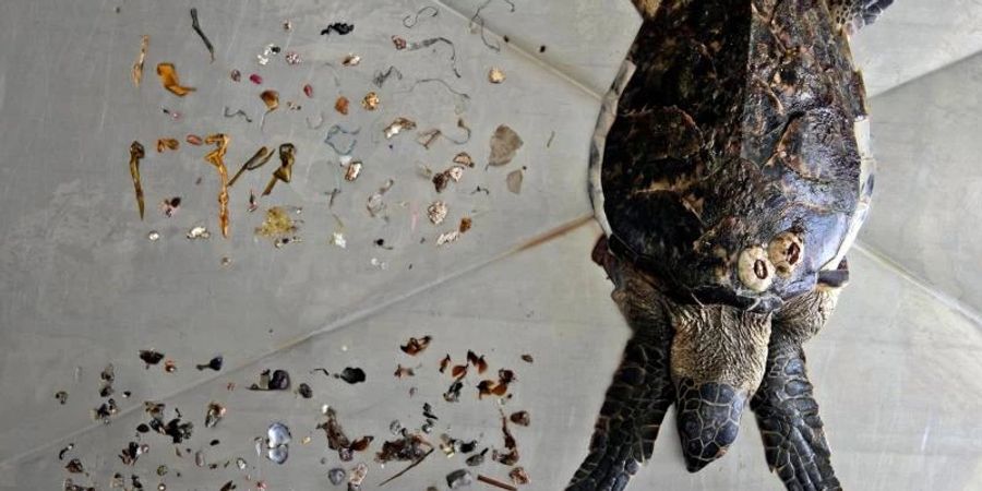 Eine Echte Karettschildkröte nach einer Autopsie zusammen mit Meeresmüll, den sie gefressen hat, vor allem Plastik (oben). Foto: Kamran Jebreili/AP/dpa