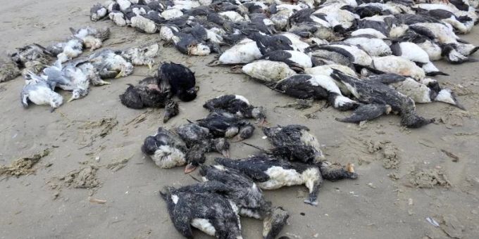 Tote Meeresvögel auf der Nordsee-Insel Fanø. Foto: Søren Vinding/DOF/dpa Tote Meeresvögel auf der Nordsee-Insel Fanø. Foto: Søren Vinding/DOF/dpa