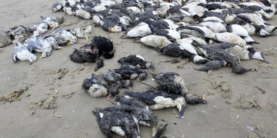 Tote Meeresvögel auf der Nordsee-Insel Fanø. Foto: Søren Vinding/DOF/dpa