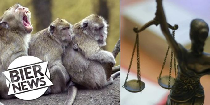 Sie stehlen Kinder! - Gericht in Indien sucht Affenvertreiber