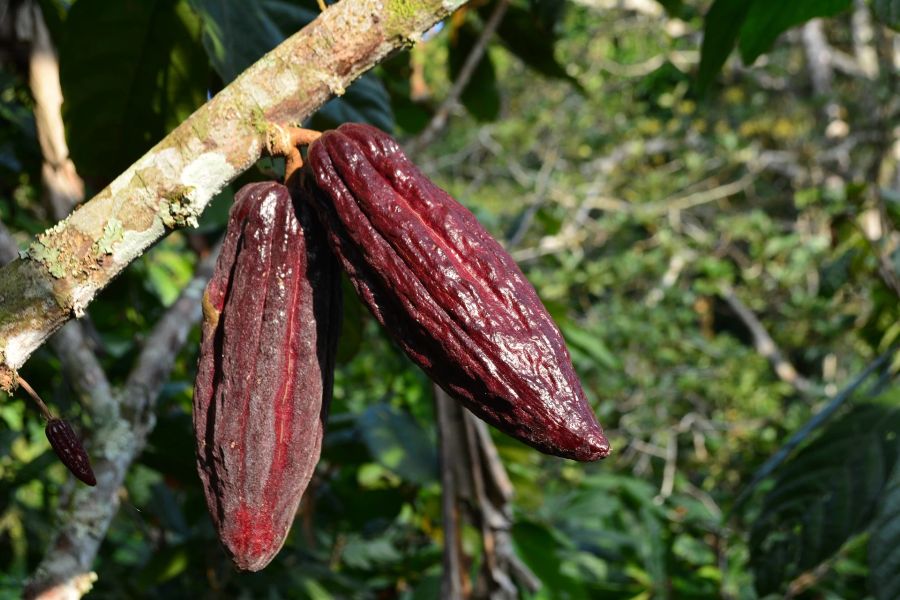 Kakao Frucht Baum