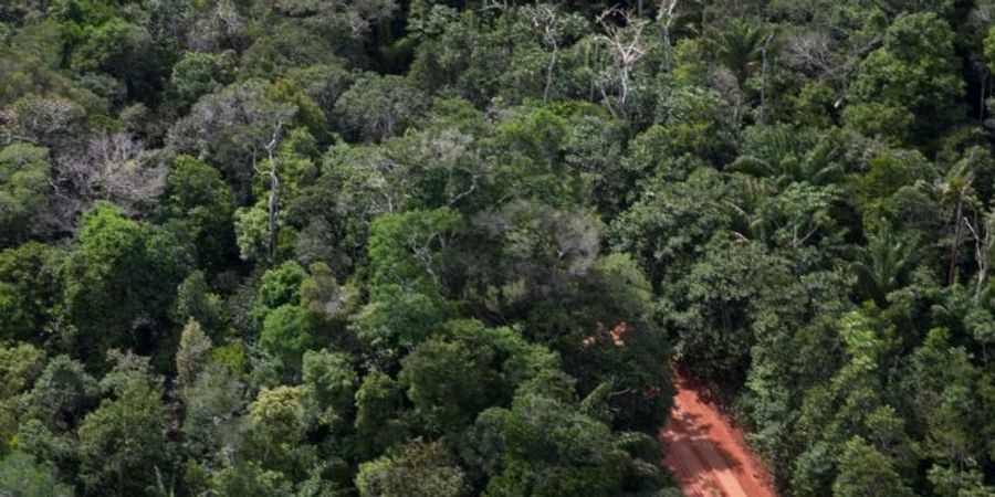 Ein Weg geht durch den Amazonas-Regenwald in Manaus: Experten befürchten, die jüngsten Daten könnten auf ein erhöhtes Risiko für ein weiteres verheerendes Jahr hindeuten. Foto: Fernando Souza/dpa