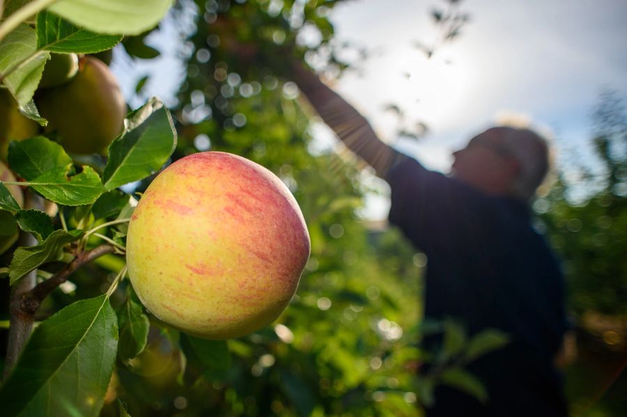 Apfel Baum Mann Sonne rotgelb