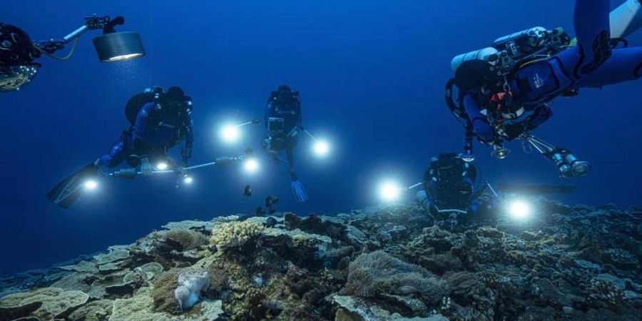 Meeresforscher haben vor der Küste Tahitis in den Tiefen des Südpazifiks ein mehr als drei Kilometer langes Korallenriff entdeckt. Foto: Alexis Rosenfeld/@alexis.rosenfeld via AP/dpa